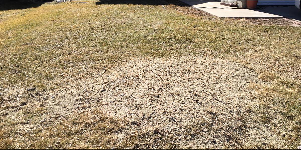 After: the stump is gone and the spot is filled with packed, ground soil level with the lawn