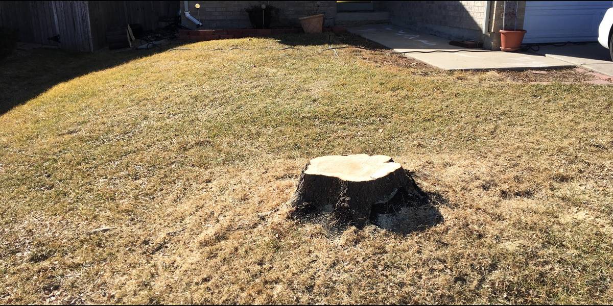 Before: a large cut tree stump in a dormant front lawn