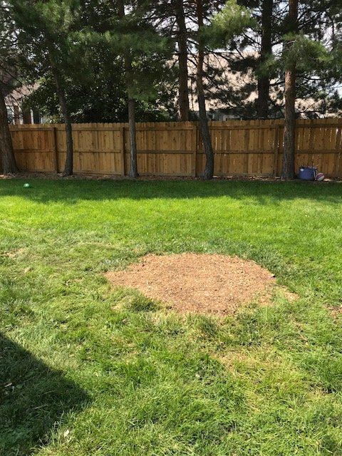 Freshly ground stump site mounded with soil in a green backyard lawn by a wood fence