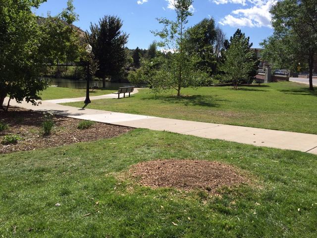 Freshly ground stump site mounded with soil in a park lawn
